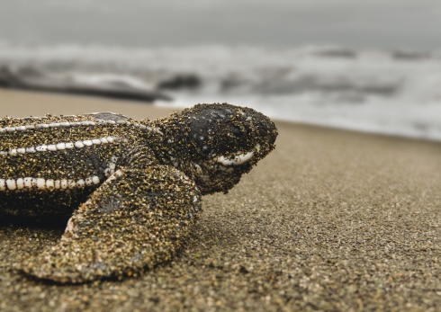 Smithsonian_Student_Travel_Journey-Costa-Rica-6 Baby sea turtle covered in sand on a Costa Rican beach